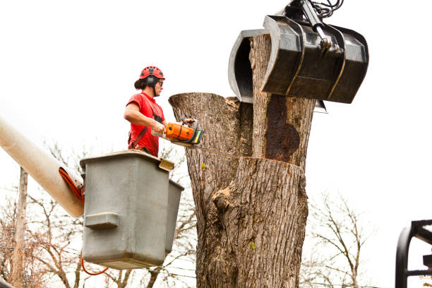 Best Tree Preservation Services  in Refugio, TX